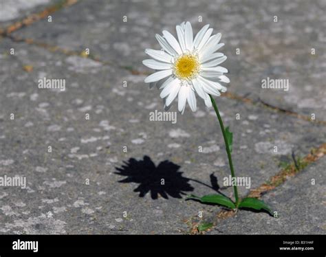 Flower Growing From Concrete Stock Photo Alamy