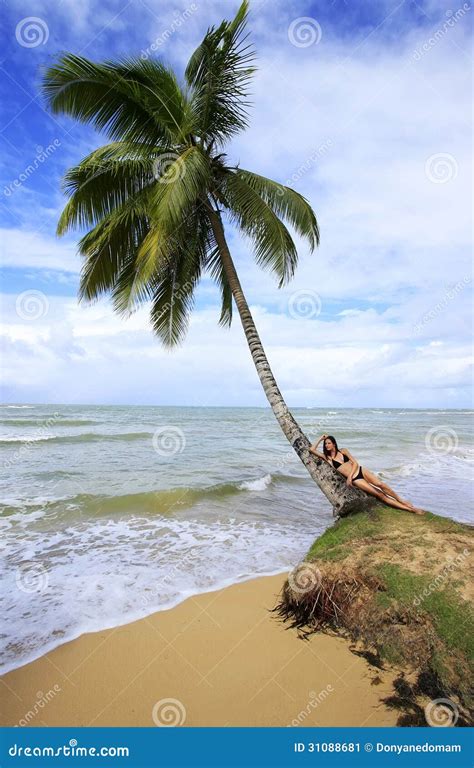 Leaning Palm Tree At Las Terrenas Beach Samana Peninsula Stock Image