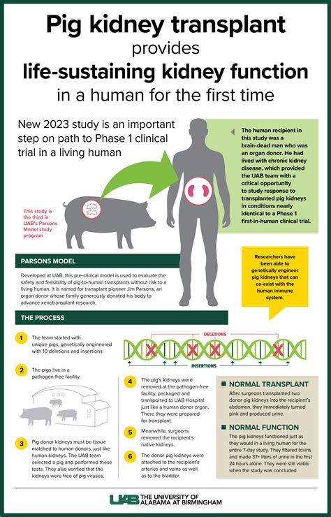 New study: Pig kidneys — for the first time — demonstrate “life ...