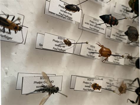 How To Pin Your Insect Specimens