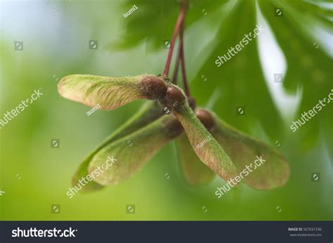 2,368 Sycamore seed Images, Stock Photos & Vectors | Shutterstock