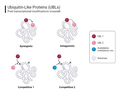 Ubiquitin And Ubiquitin Like Protein Post Transcriptional Modifications