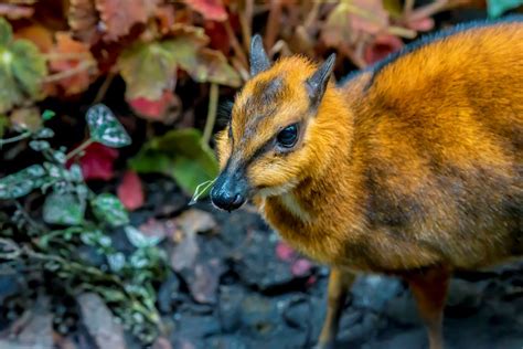 Greater Malayan Chevrotain - Milwaukee County Zoo