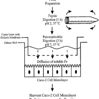 Experimental protocol on cell culture. | Download Scientific Diagram