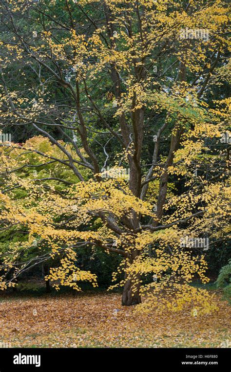 Cercidiphyllum Japonicum F Miquelianum Katsura Tree In Autumn Stock