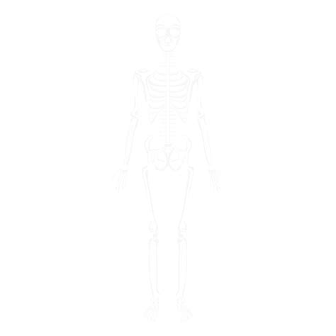 Diseño Png Y Svg De Huesos Del Cuerpo Humano Del Sistema Esquelético