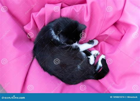 Lindo Gato Negro Durmiendo En Una Silla Rosa De Puf Foto De Archivo