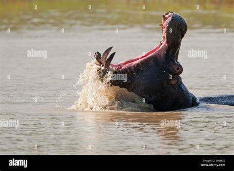 Hippo yawning hi-res stock photography and images - Alamy