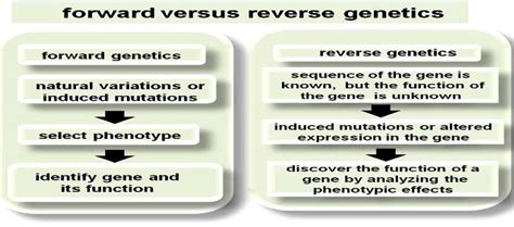 The Difference Between Forward And Reverse Genetic Techniques Is The