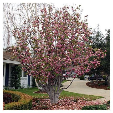 Saucer Magnolia