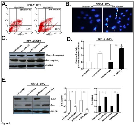 Effects Of Mir Expression On The Survival Pathway In Spc A Dtx