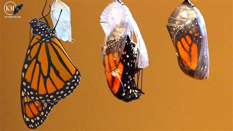 MONARCH BUTTERFLY EMERGES FROM ITS CHRYSALIS YouTube