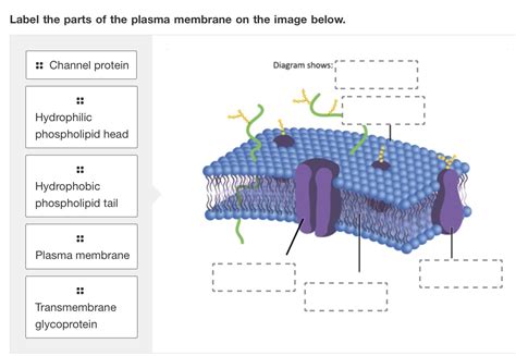 Solved Label the parts of the plasma membrane on the image | Chegg.com 