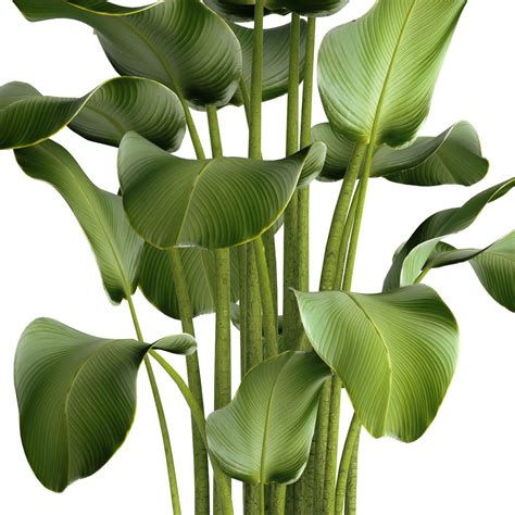 Calathea Lutea, Flower, Pot, Bush, Flowerpot - 3D Model for VRay