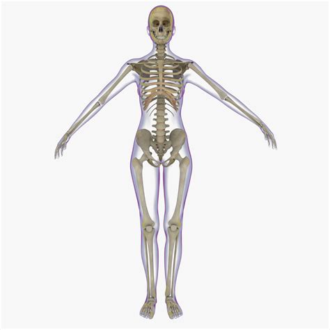 Full Male And Female Skeleton Anatomy 3d Model Rigged Cgtrader