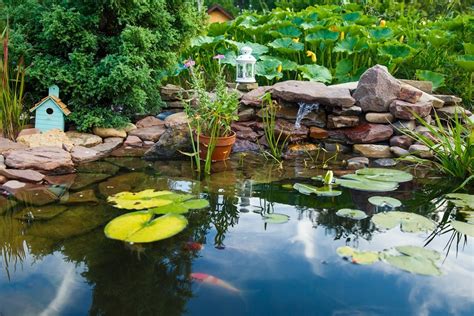 Top 10 Koi Pond Maintenance Tips For Beginners Residence Style