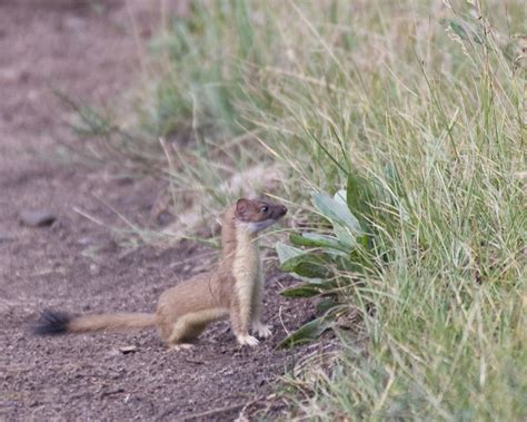 Long Tailed Weasel Taken In The Rocky Mountain National Pa Rth