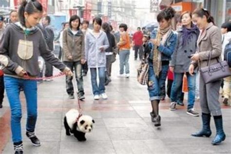 女子在街头当众遛熊猫，惹来警察叔叔围观，结果却笑掉大牙