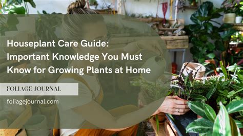 Houseplant Care Guide: Important Knowledge You Must Know for Growing ...