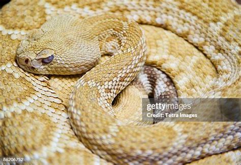 741 Diamondback Snake Stock Photos, High-Res Pictures, and Images ...