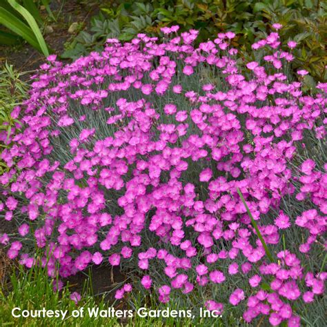 Dianthus Firewitch Cheddar Pinks for Sale | Rare Roots