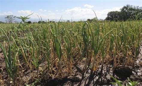 Unas 1 400 Hectáreas De Cultivo Han Sido Afectadas Por Sequía En