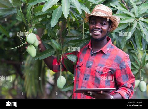 African Man Farmer Is Picking Mango Fruit In Organic Farm With Use