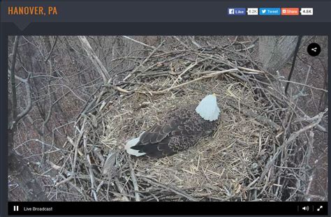 The Best Bald Eagle Cams The Infinite Spider