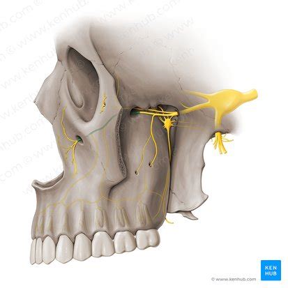 Nervi Alveolares Superiores Anatomie Funktion Klinik Kenhub