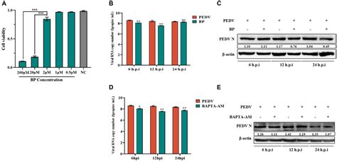 Frontiers Mechanism Of Lactiplantibacillus Plantarum Regulating Ca