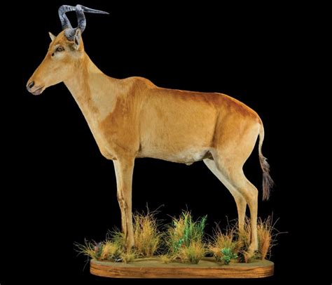 Hartebeest Taxidermy South Africa Get Hartebeest Trophy Quote