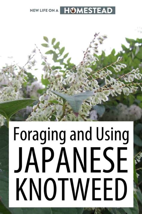 Foraging And Using Japanese Knotweed • New Life On A Homestead