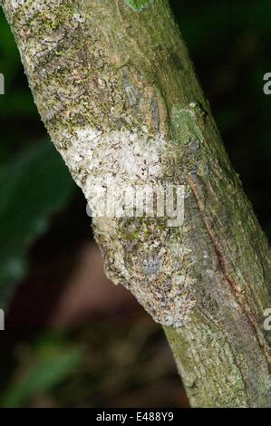 Gecko Queue De Feuille Camoufl Uroplatus Fimbriatus Tronc D Arbre