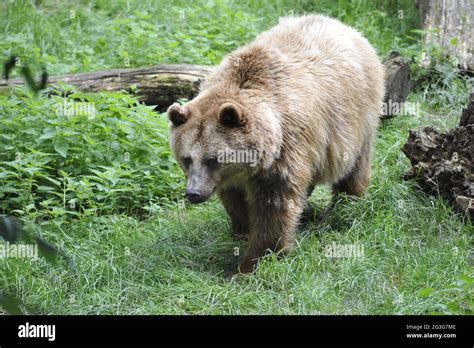 Brown bear (Ursus arctos Stock Photo - Alamy