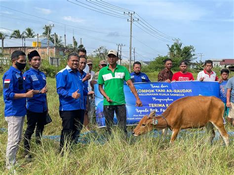 Poktan Ar Raudah Dapat Bantuan 15 Sapi Fachruddin Berharap Dikembang