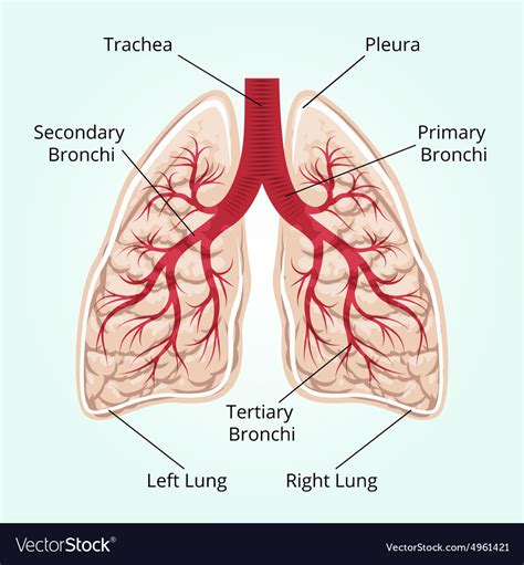 Structure Of The Lungs Royalty Free Vector Image