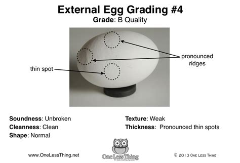 External Egg Grading, Poultry CDE Cards - One Less Thing