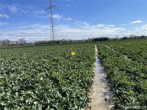 Crocant - zdjęcie, fotka, foto numer: 825707 - Galeria rolnicza agrofoto