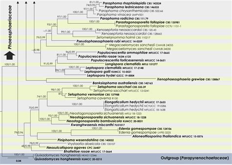 RAxML Tree Based On A Combined Dataset Of Partial SSU LSU ITS Tef1