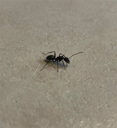 RI - Worried these are carpenter ants. : r/AntIdentification