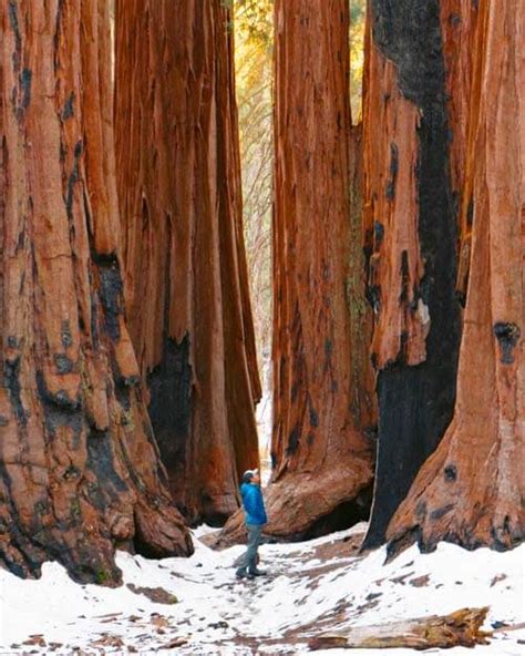 Guide To Visiting Sequoia National Park In The Winter