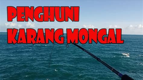 Sambaran Ikan Penghuni Karang Mongal Mancing Ikan Karang YouTube