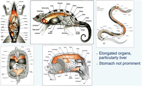 Reptile GI Anatomy Flashcards Quizlet