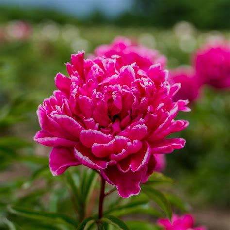 Kansas Peony – Wild & Son
