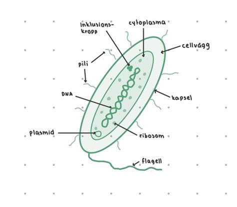 Bakteriers Morfologi Replikation Flashcards Quizlet