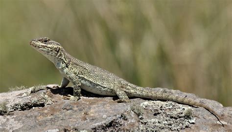 Lagarto De Cobre Pristidactylus Achalensis Ecoregistros