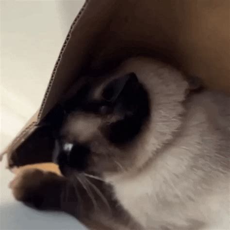 Cat Confused GIFs - Find & Share on GIPHY