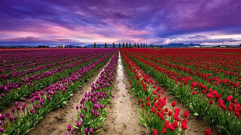 Keukenhof Flower Field Plantation Lisse Farm Spring Netherland