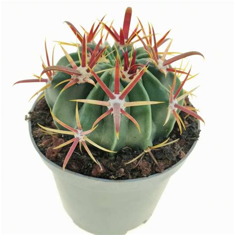 Ferocactus Latispinus Cm Cactaceae Giromagi Vendita Piante Grasse