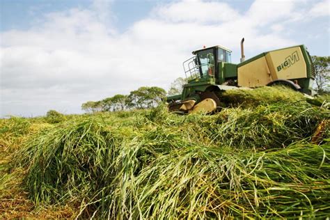 Beef Management Silage Premium